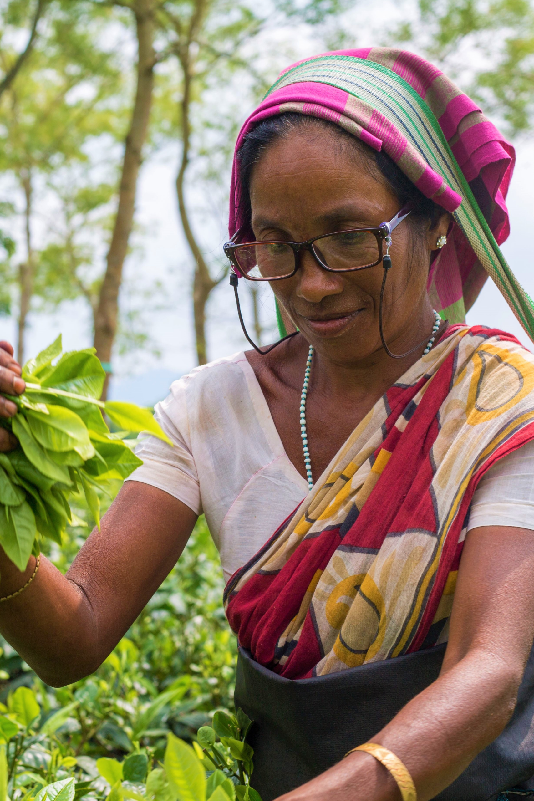 a woman wearing glasses picks tea outside 